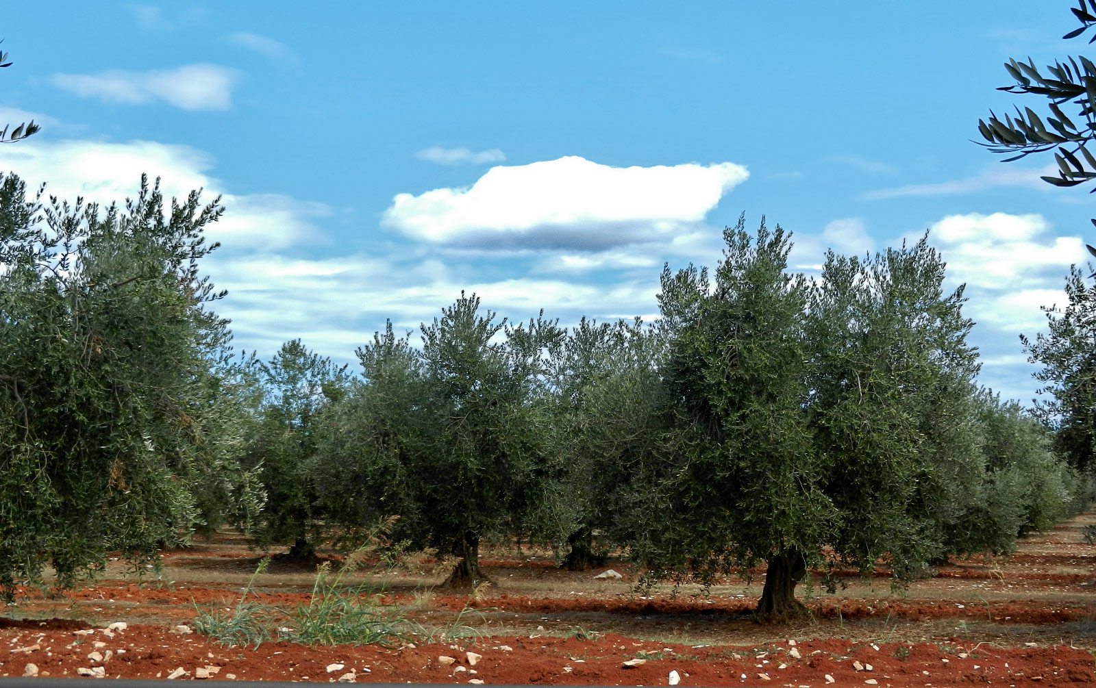 Cervar-porat